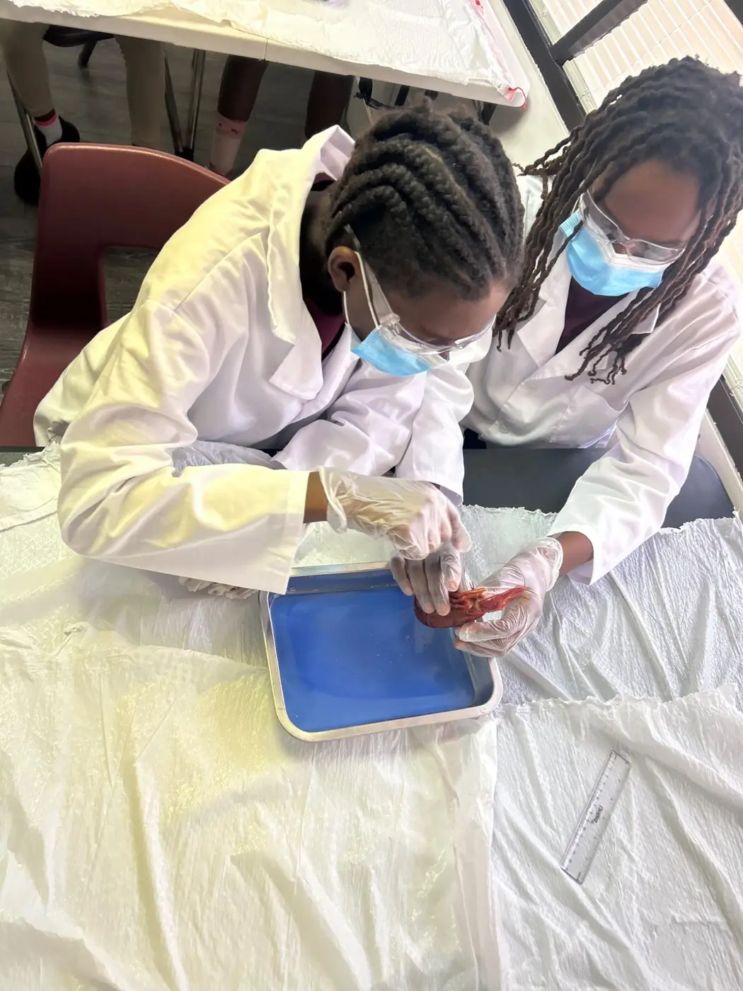 Student participating in a frog dissection lab