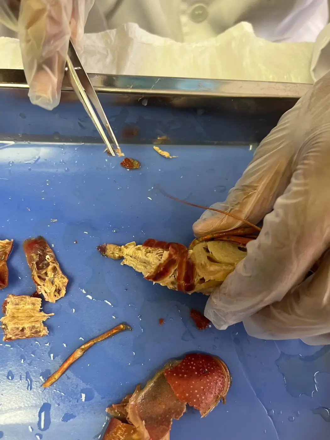Close-up of a hands-on frog dissection during science lab